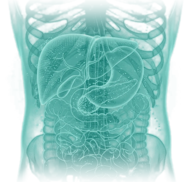Anatomical visualization of the liver and abdomen, related to this article's topic