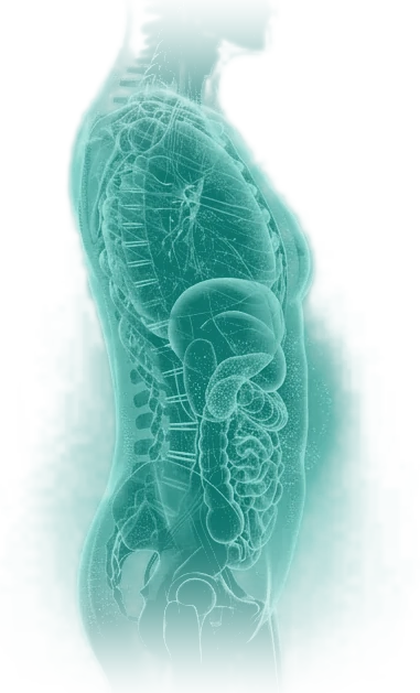 Anatomical visualization related to this article's oncology awareness topic